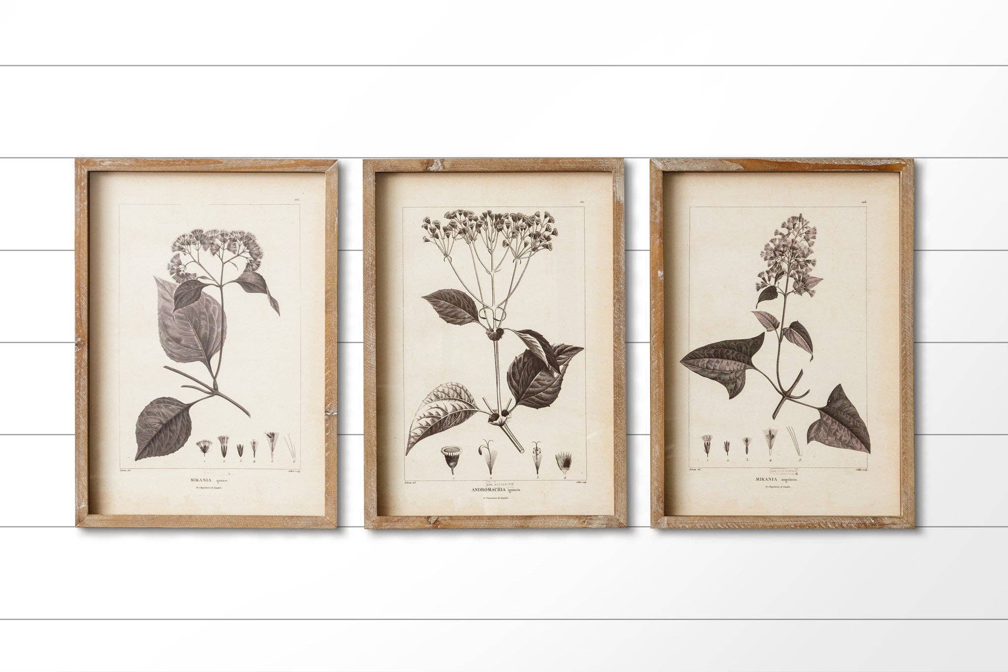 Framed Prints - Black And White Botanical (PK/3 AST)